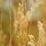 不安というストレスを味方にすることはできる？